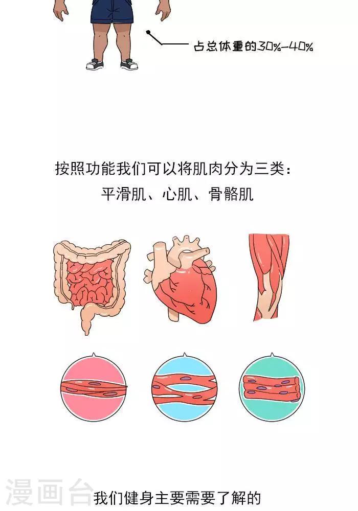 🍼大牛健身漫画 第11话  你对肌肉多了解？ 第4页