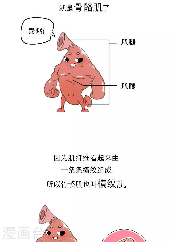 🍼大牛健身漫画 第11话  你对肌肉多了解？ 第5页