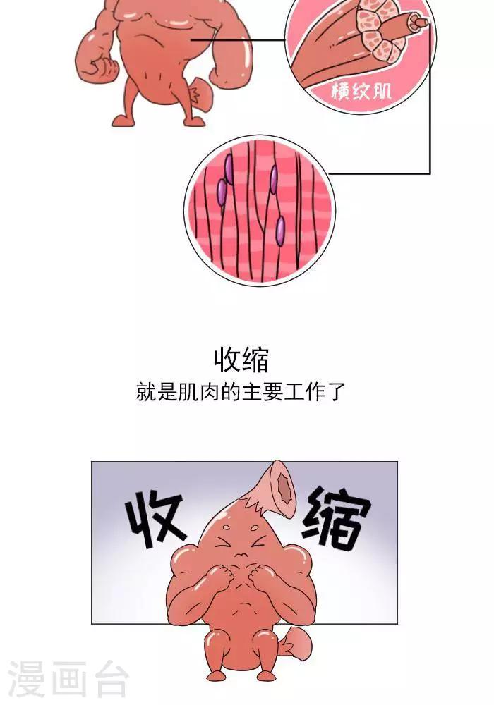 🍼大牛健身漫画 第11话  你对肌肉多了解？ 第6页
