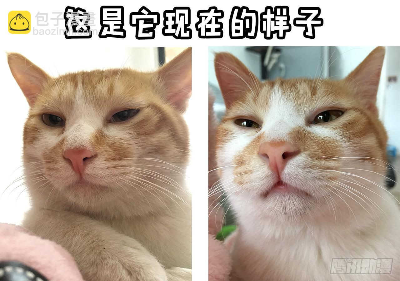 领养了一只猫，叫督尼-第7话