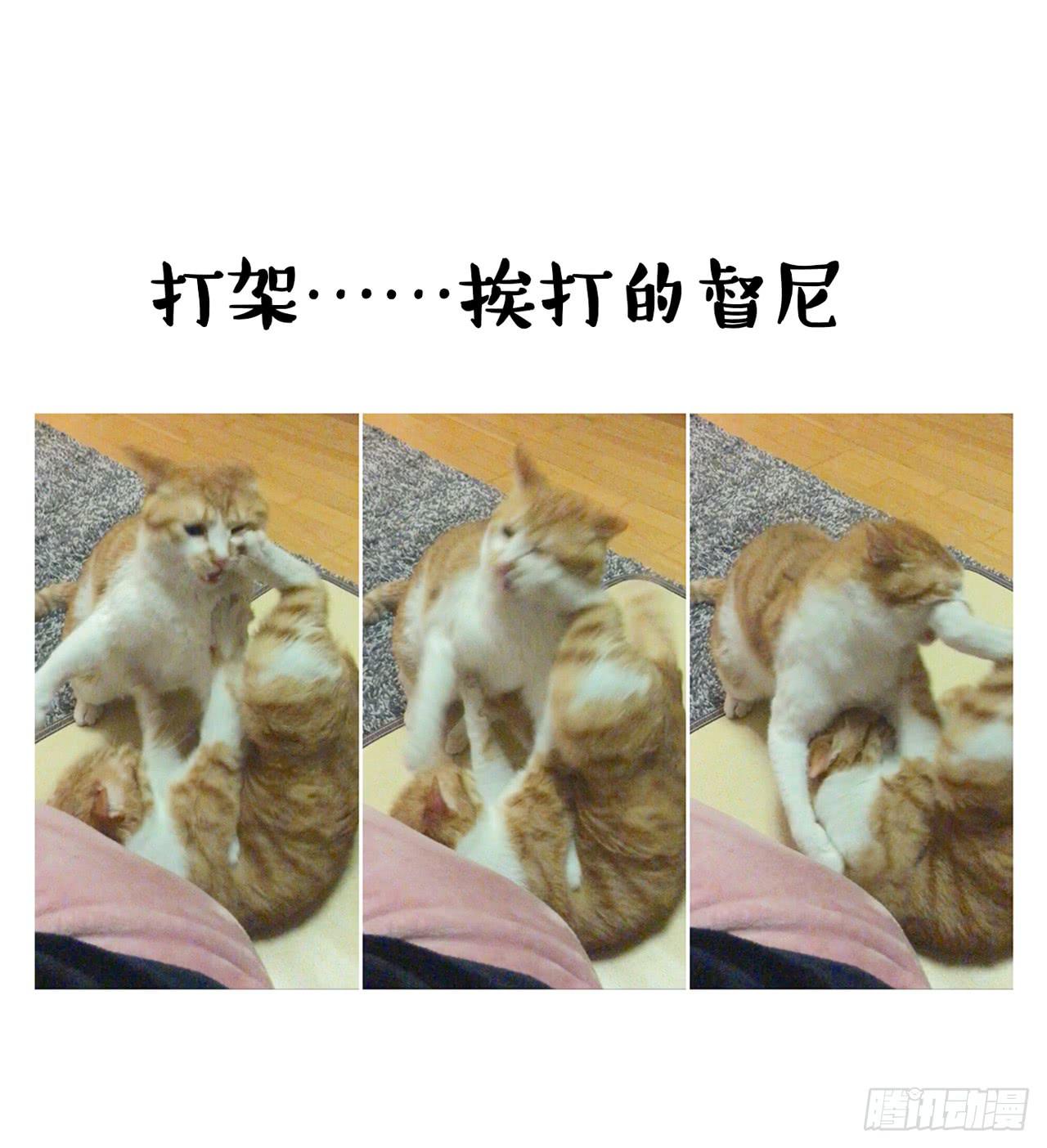 家有俩猫 之二-第69话
