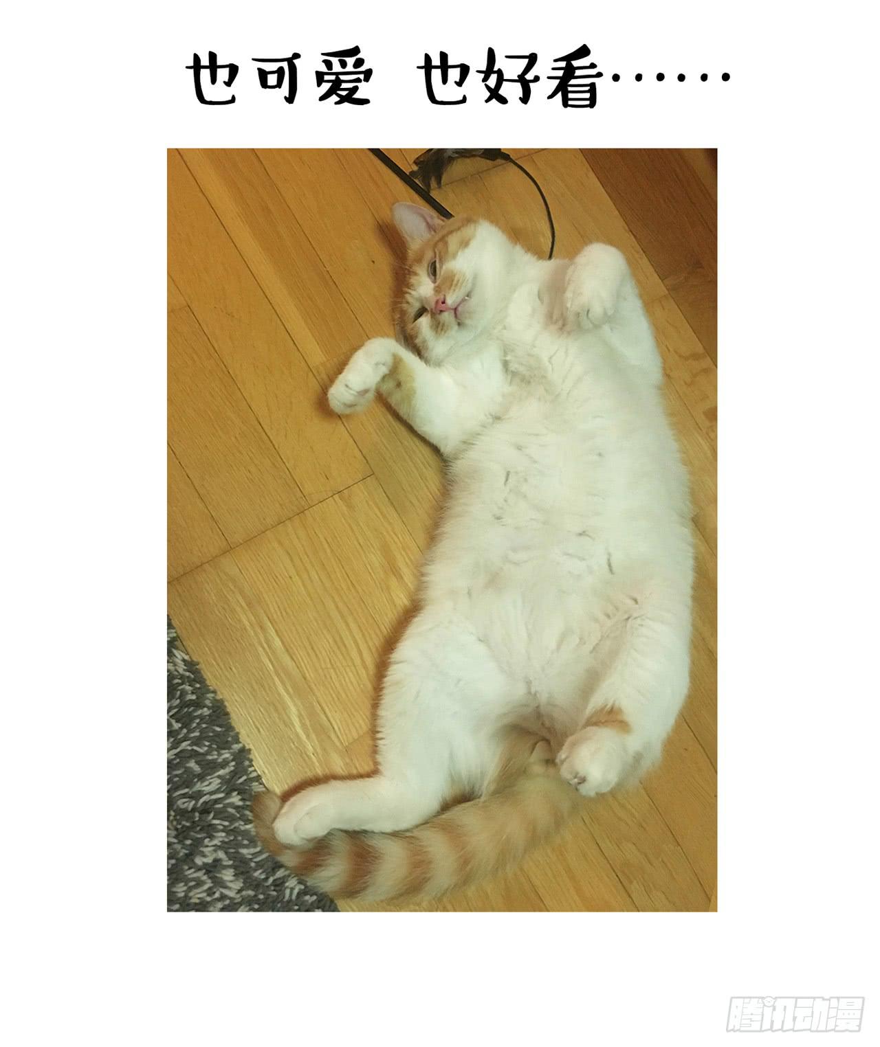 家有俩猫 之二-第69话