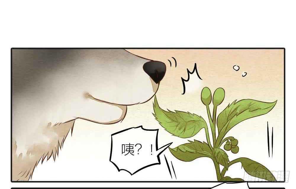 【番外】狼妖龙葵草番外-第33话