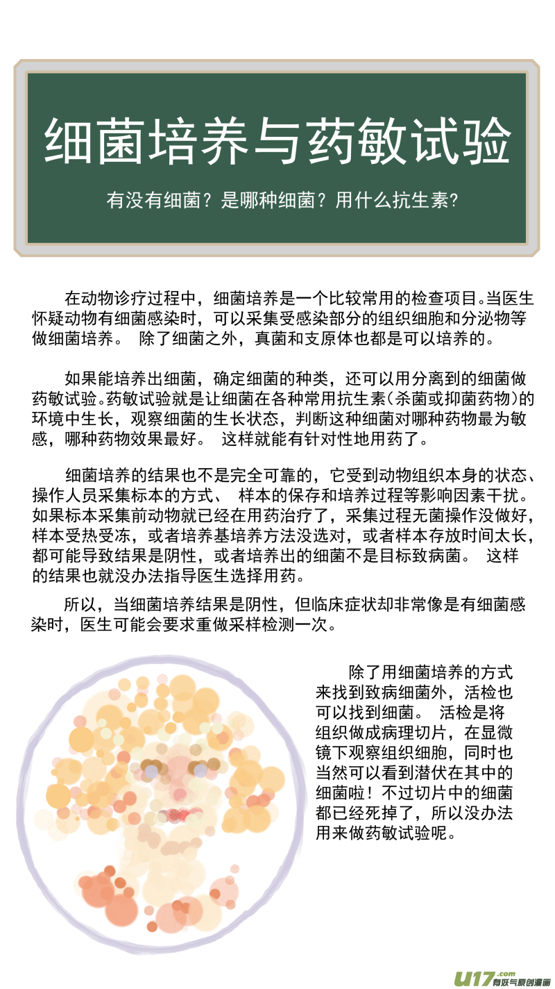 164 细菌培养和药敏试验-第165话