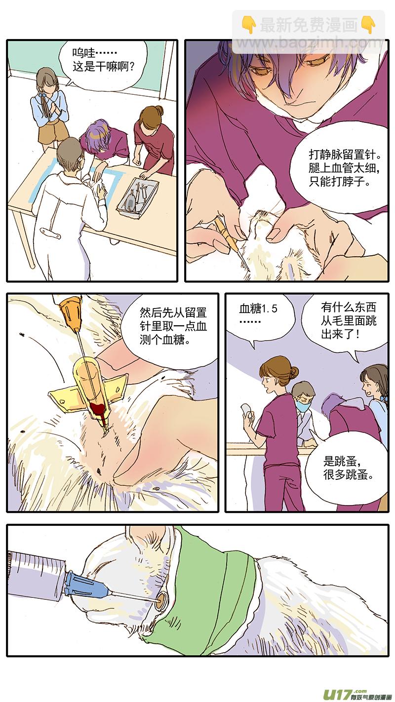047 低血糖：奶猫到底吃什么？-第47话