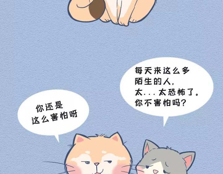 第19话：有些猫撸着撸着就没了(1/2)-第19话