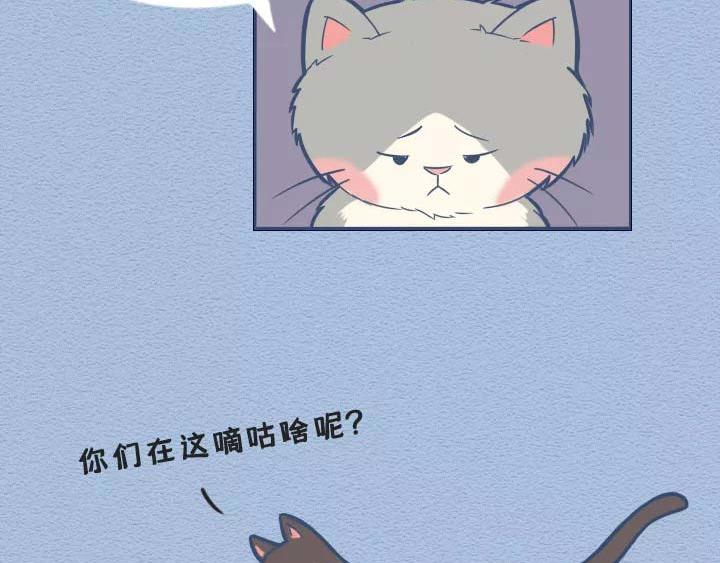 第19话：有些猫撸着撸着就没了(1/2)-第19话