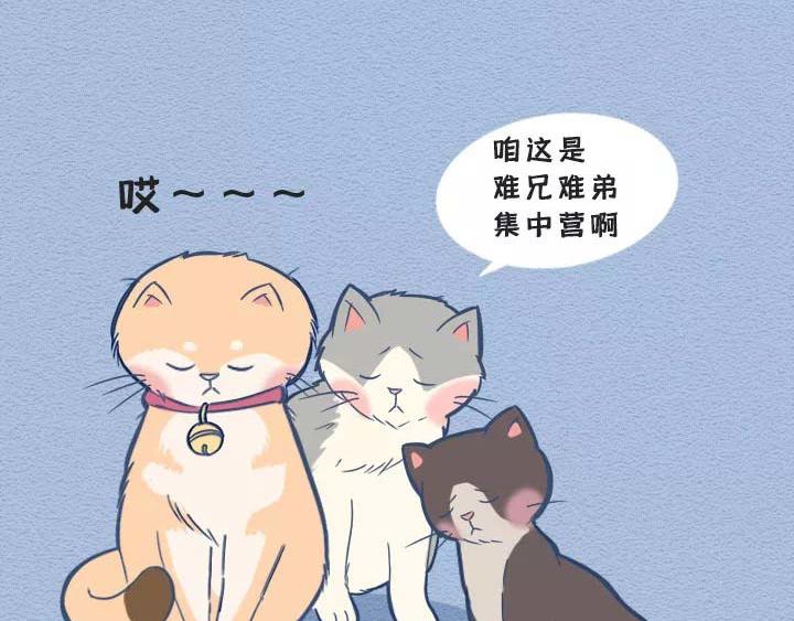第19话：有些猫撸着撸着就没了(1/2)-第19话