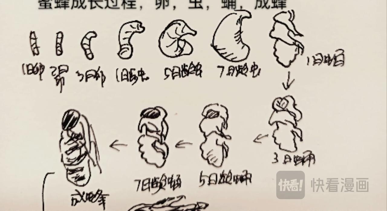 蜘蛛想拥有一双翅膀-第11话