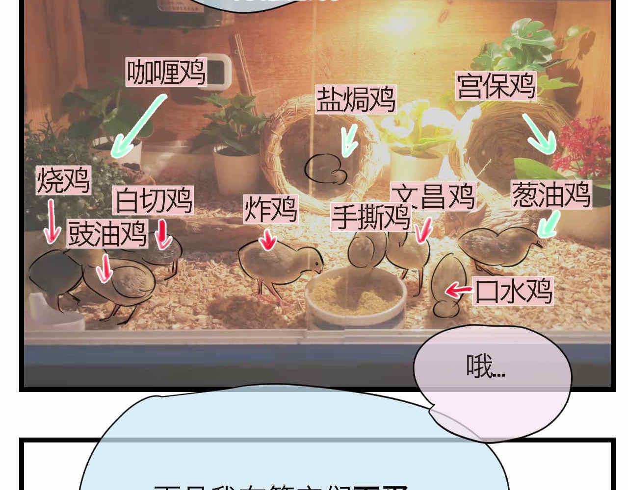 81.网红小鸡-第81话