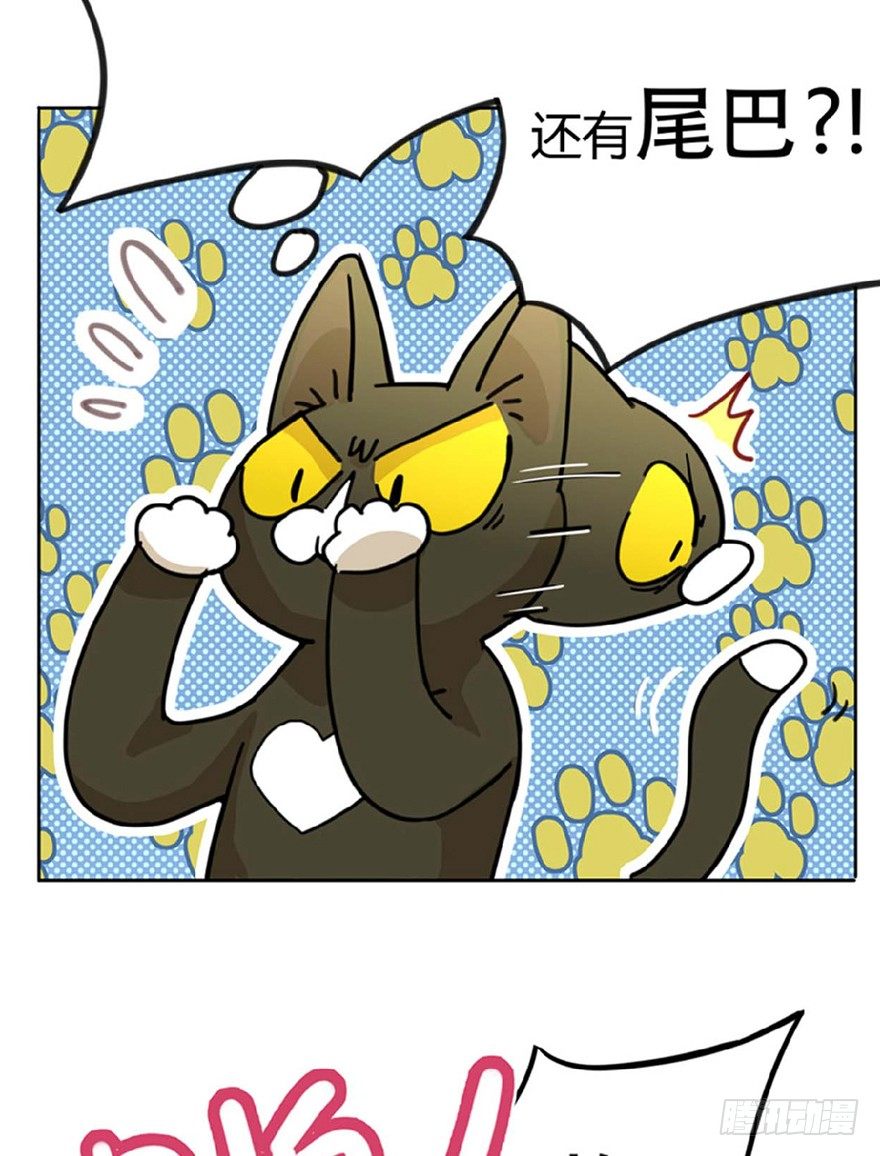第1爪 猫？猫！-第1话