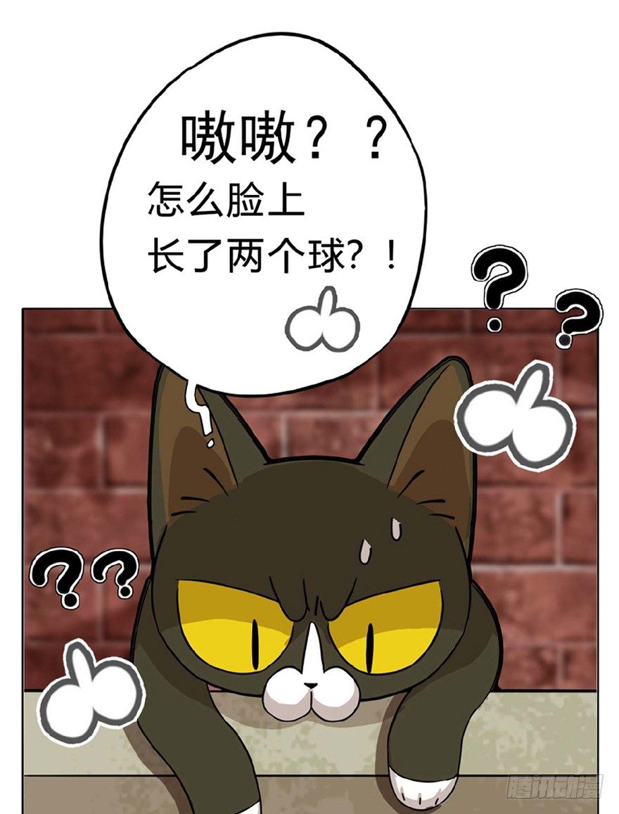 第1爪 猫？猫！-第1话