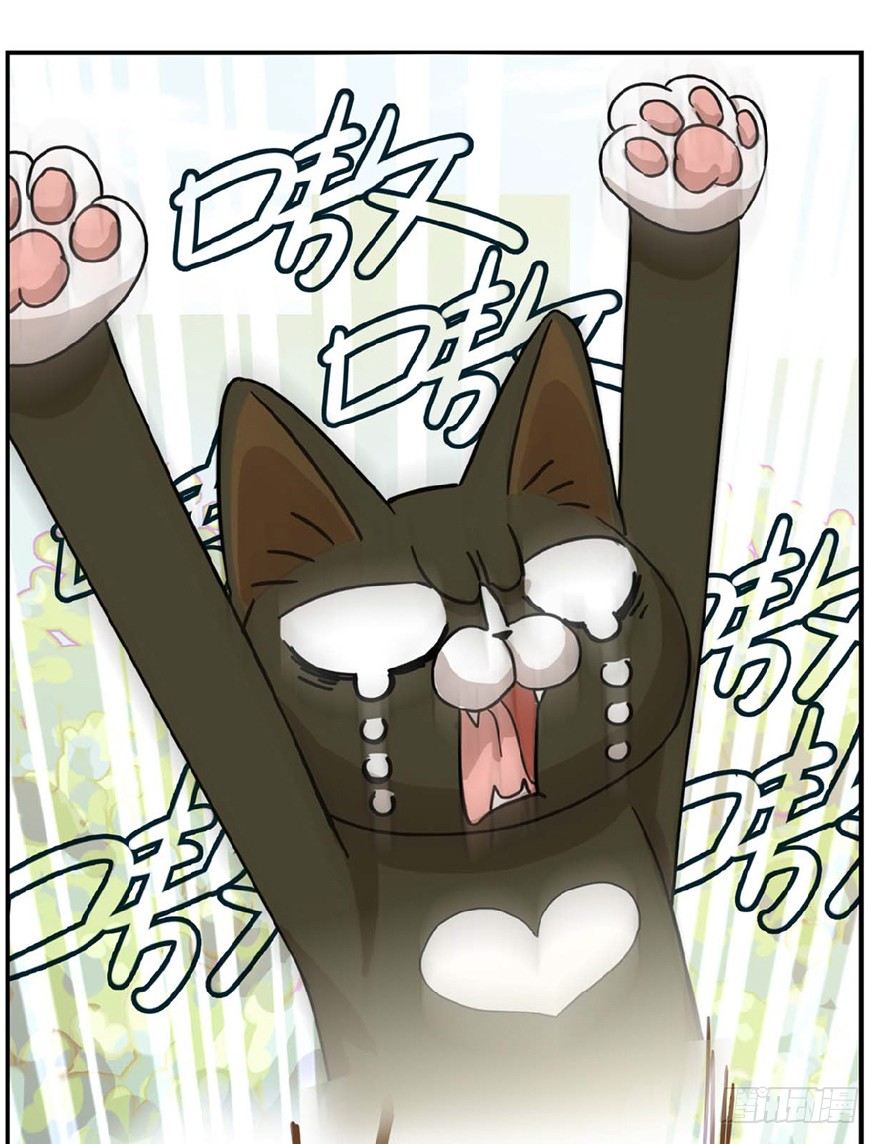 第1爪 猫？猫！-第1话