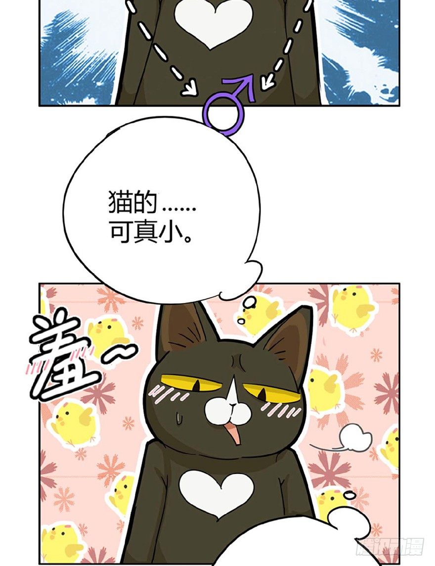 第1爪 猫？猫！-第1话