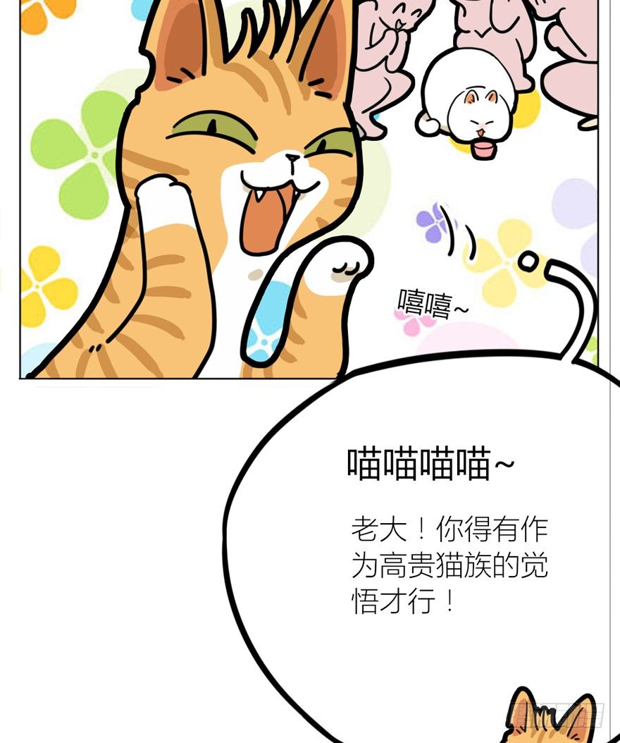 第29爪 猫圈鄙视链（下）-第29话