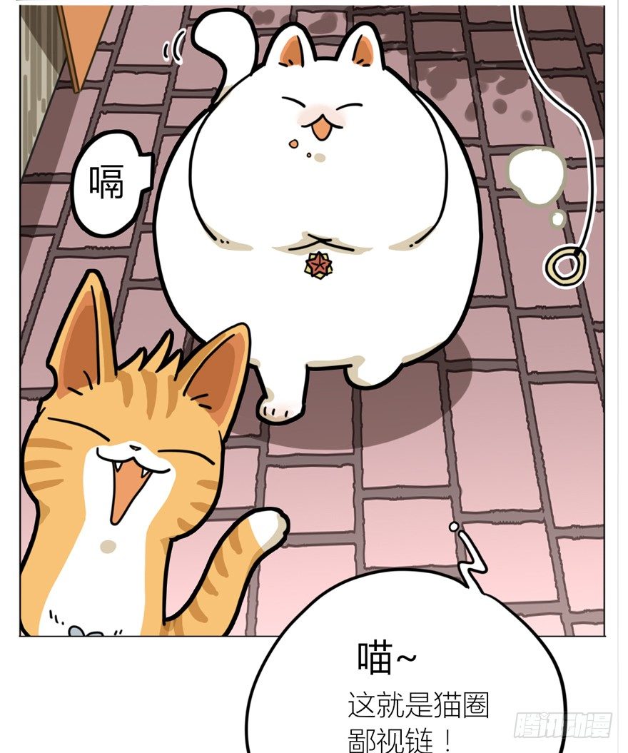 第29爪 猫圈鄙视链（下）-第29话