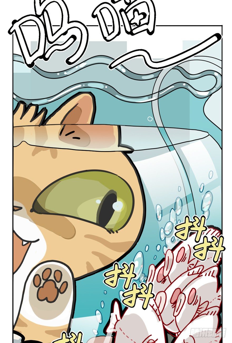 第29爪 猫圈鄙视链（下）-第29话