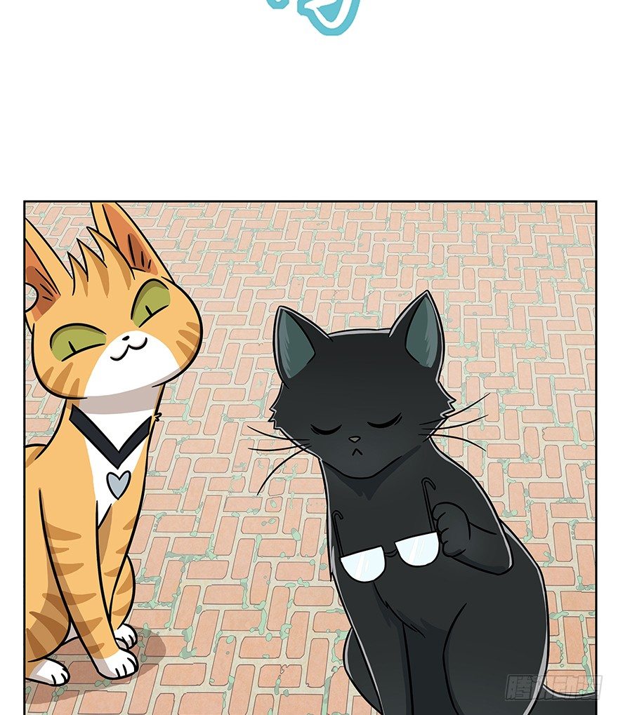第63爪 众猫拾材火焰高(1/2)-第69话
