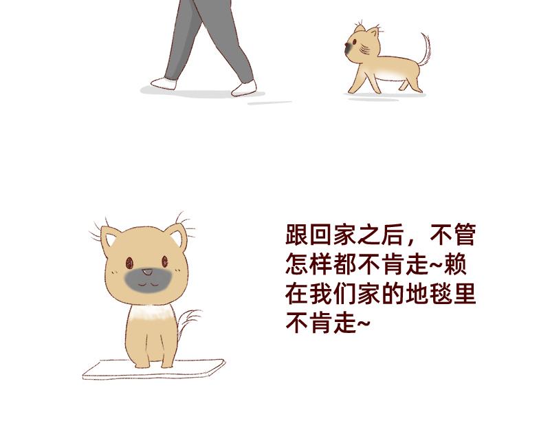 🍴加零的漫画日记 双11我家来了条单身狗 第5页