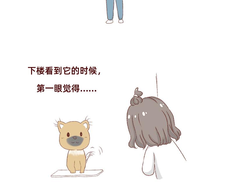 🍴加零的漫画日记 双11我家来了条单身狗 第7页