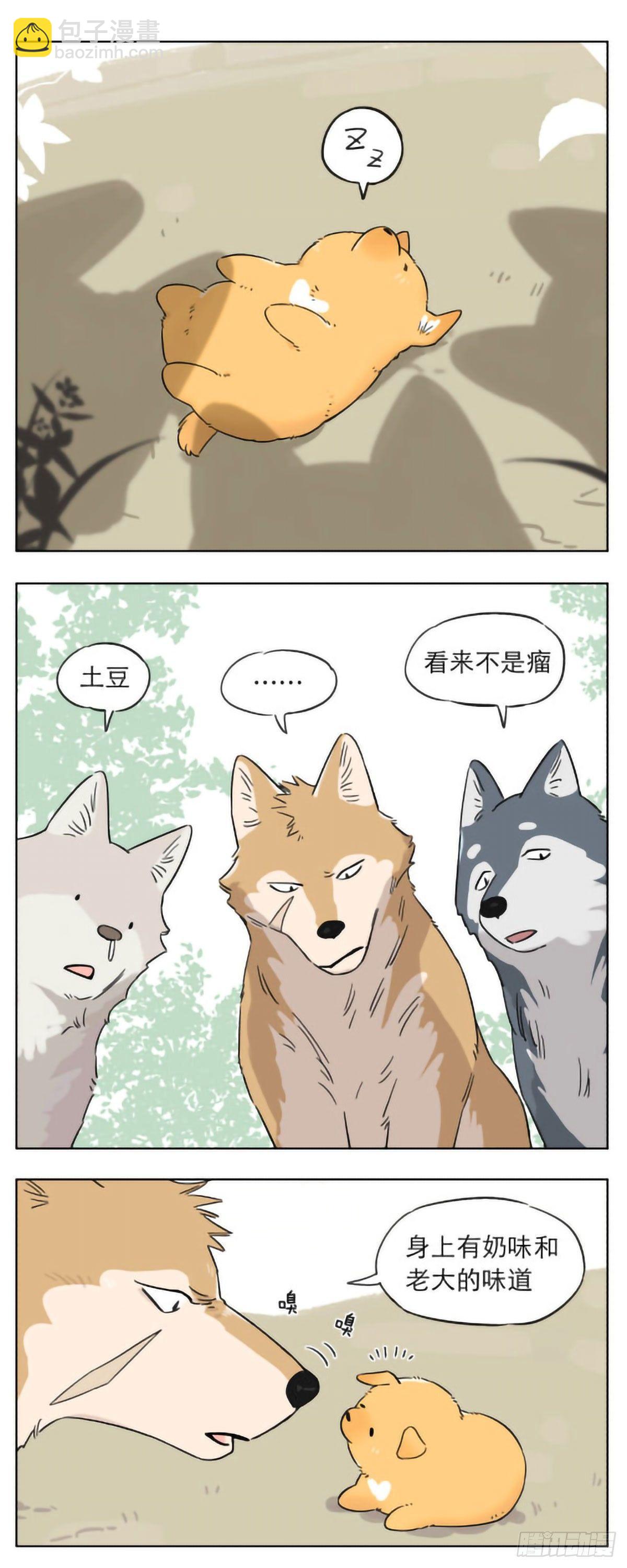 狼群里的小弟们 ​​​-第5话