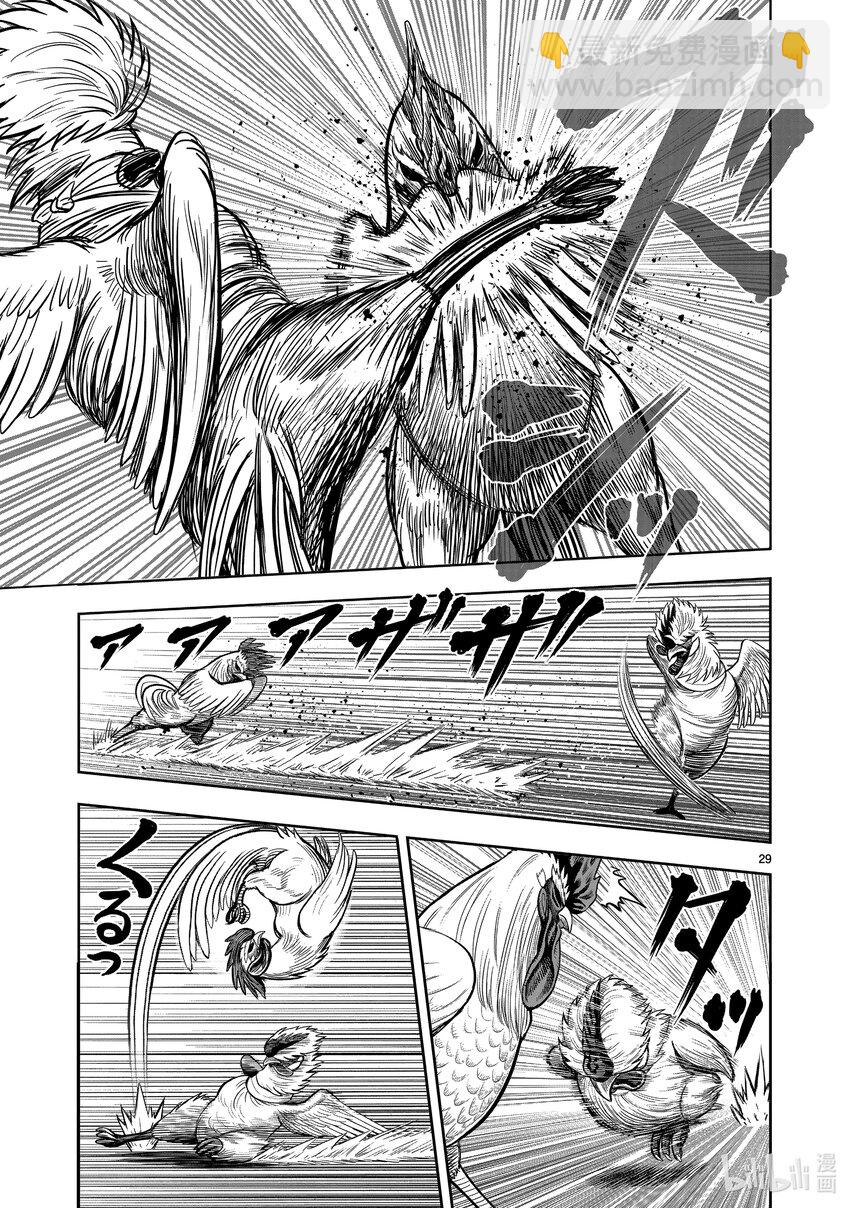 🍴鸡斗士 第19只 家鸡野鹜 第29页