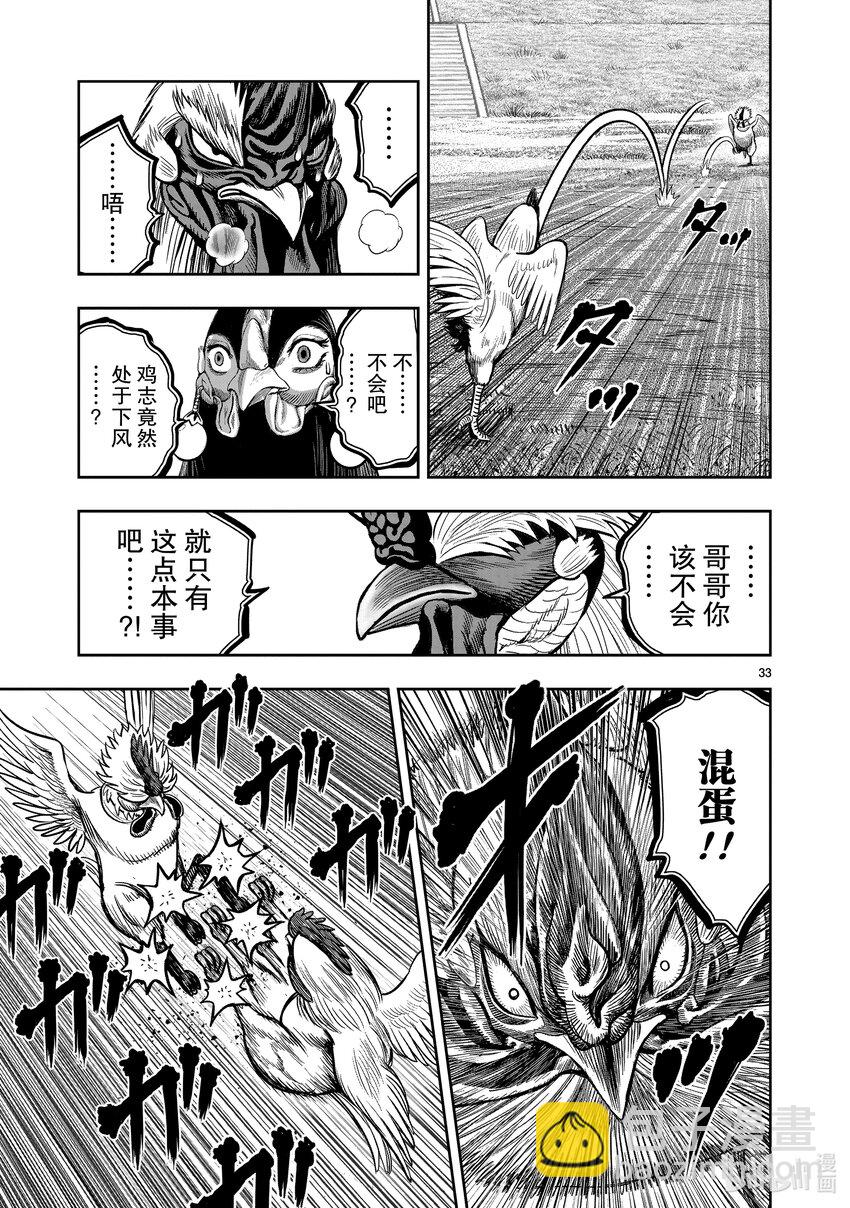 🍴鸡斗士 第19只 家鸡野鹜 第33页