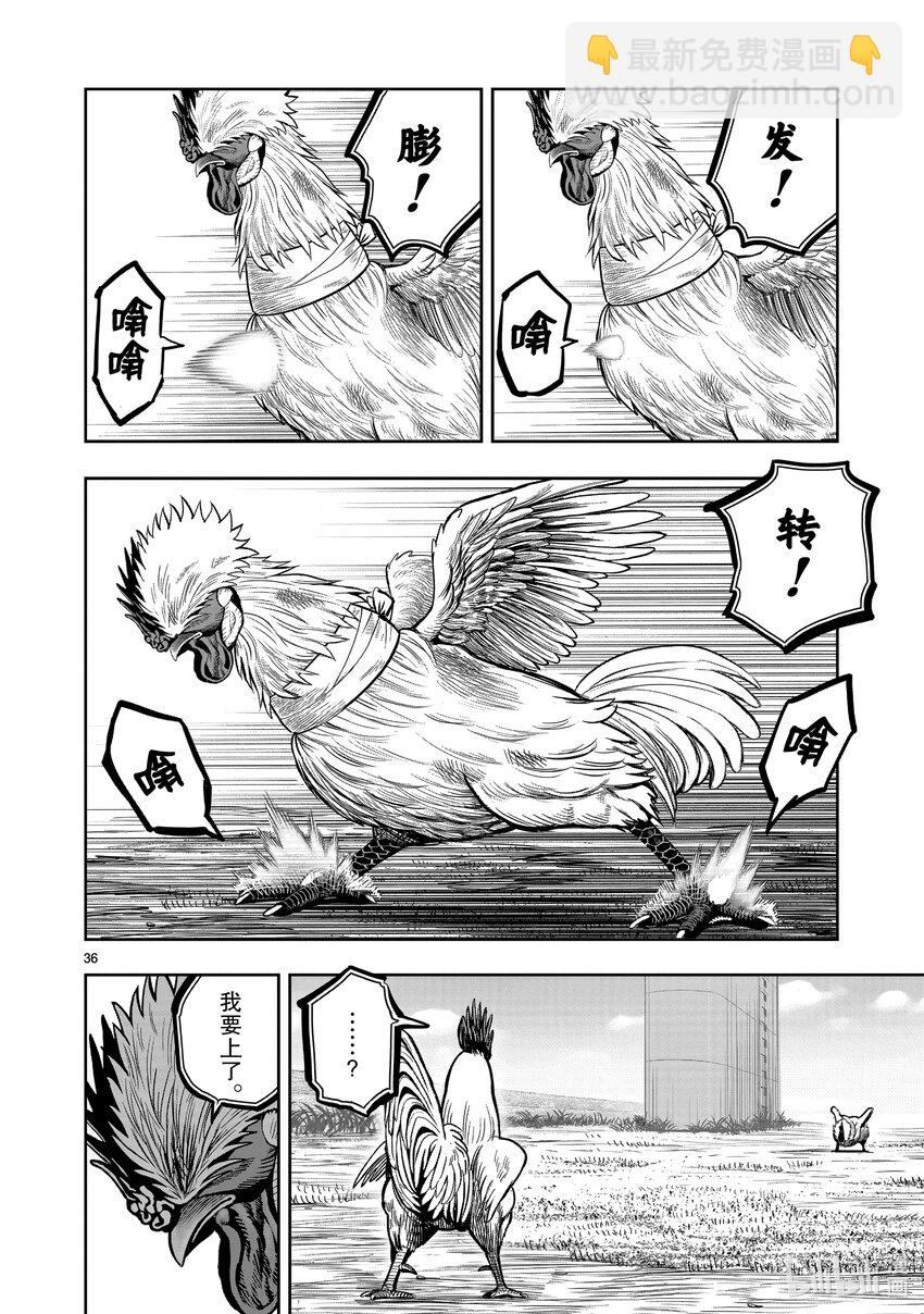 🍴鸡斗士 第19只 家鸡野鹜 第36页