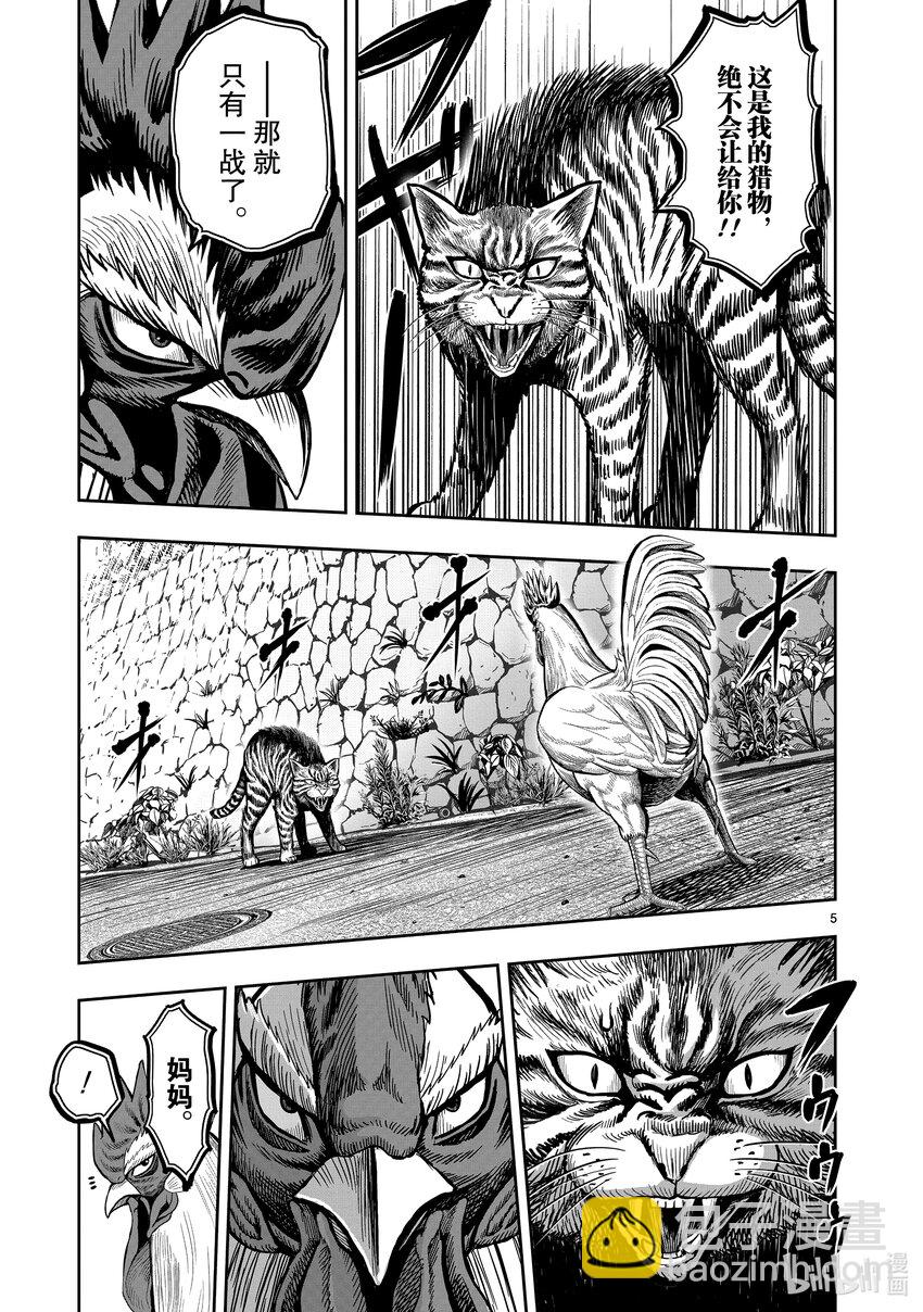 🍴鸡斗士 第9只 禽息鸟视 第5页