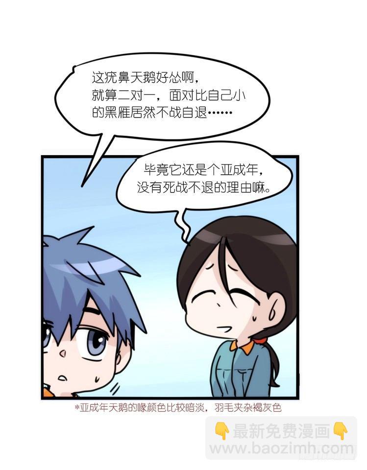 动协在行动18：拯救单身鸟-第111话