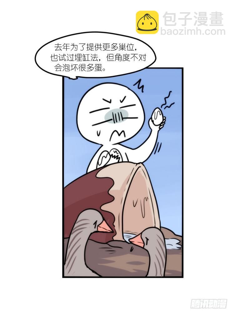 动协在行动18：拯救单身鸟-第111话