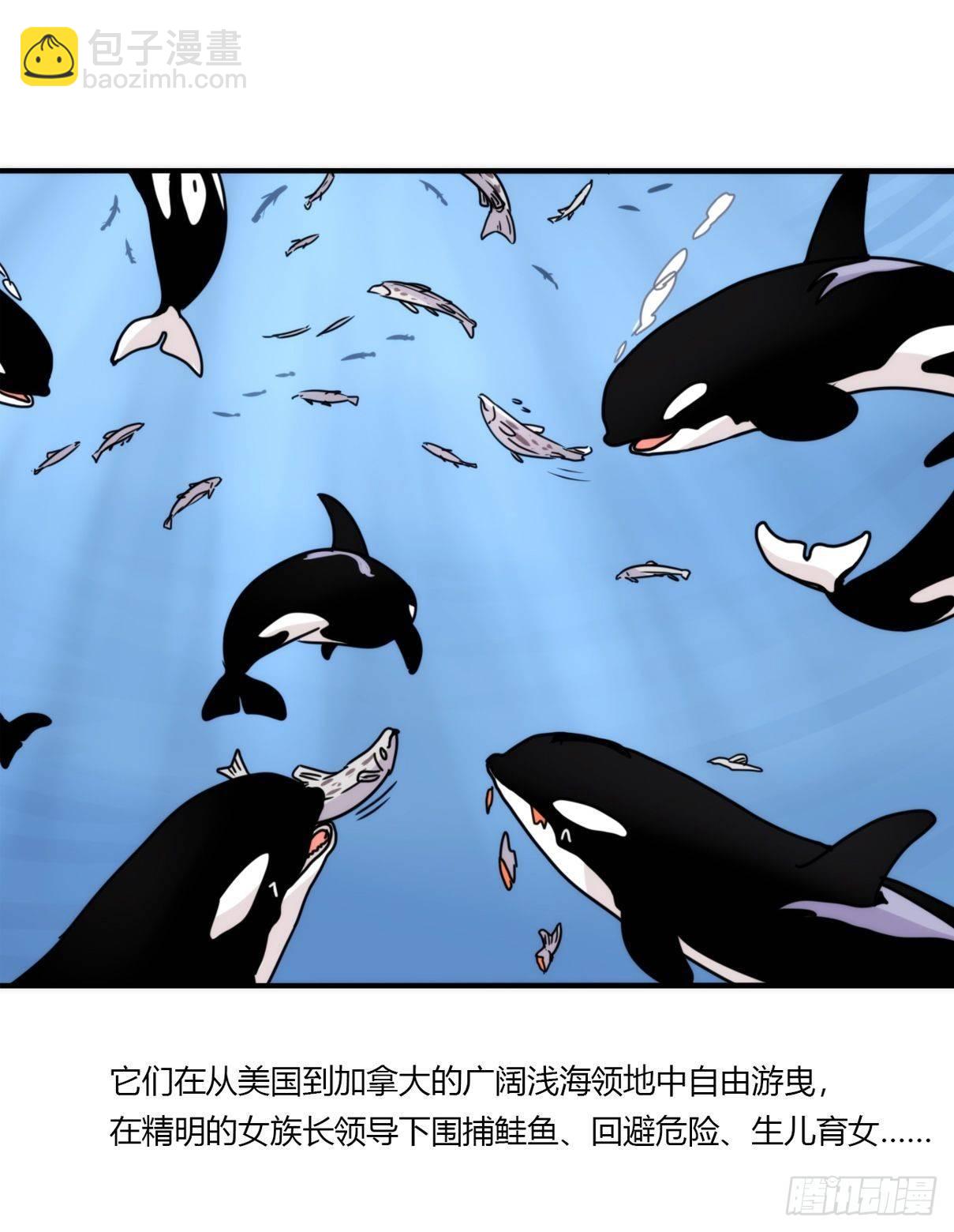 虎鲸篇：这些杀手不太冷02-第175话