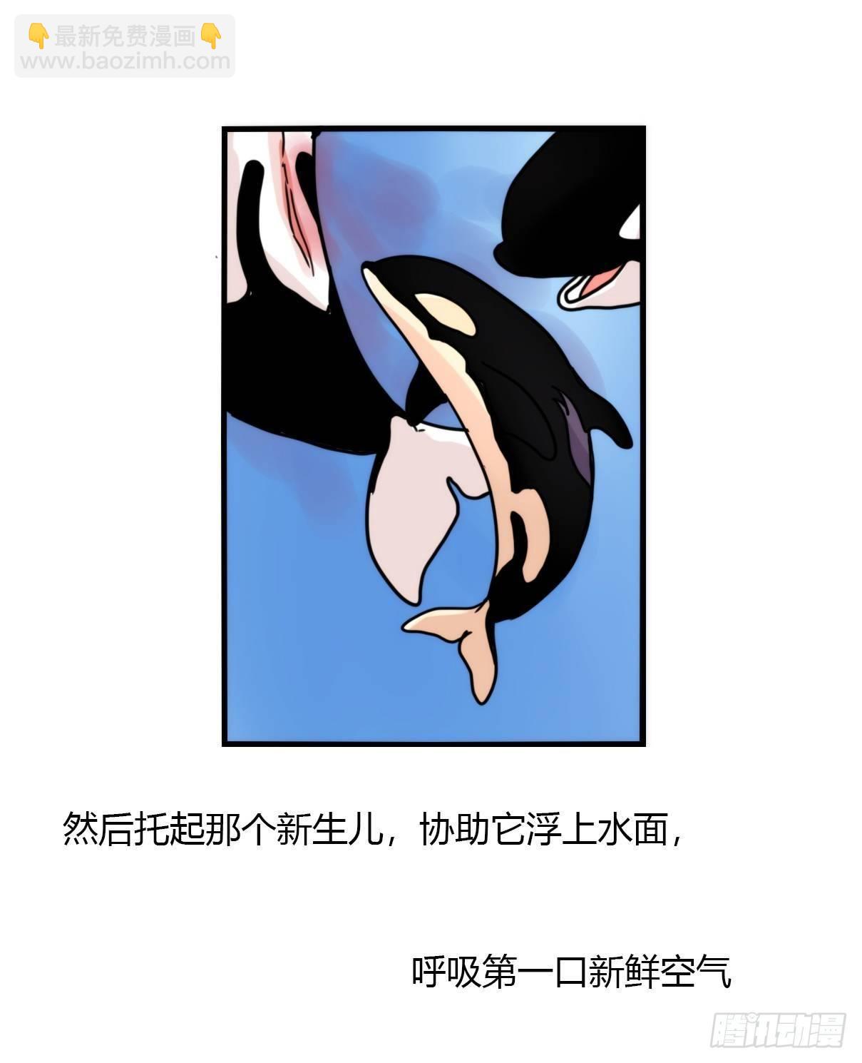 虎鲸篇：这些杀手不太冷02-第175话