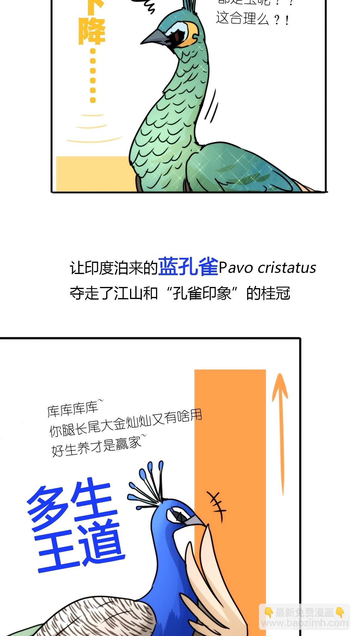 事业篇II：致绿孔雀01-第205话