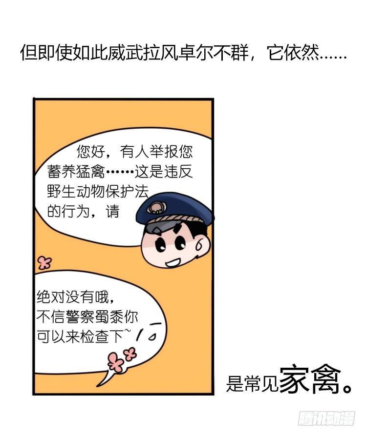 是这样的狮JI王？！-24-第49话