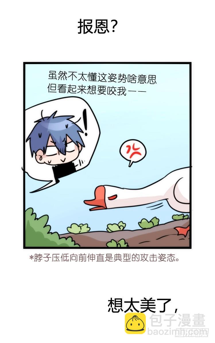 家有鹅霸：内有猛&hellip;&hellip;-第51话