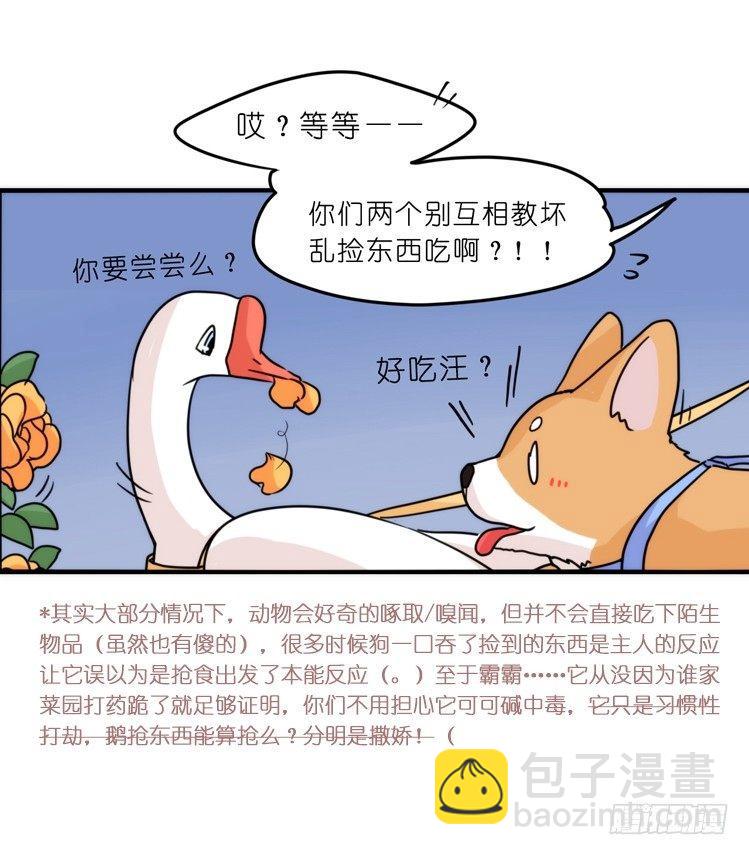 家有鹅霸：文明养鹅基本法-第59话
