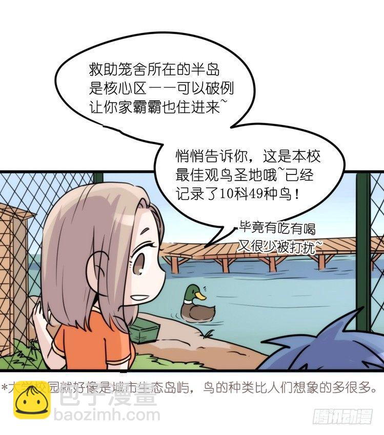 家有鹅霸：真霸霸，先包个塘-第65话