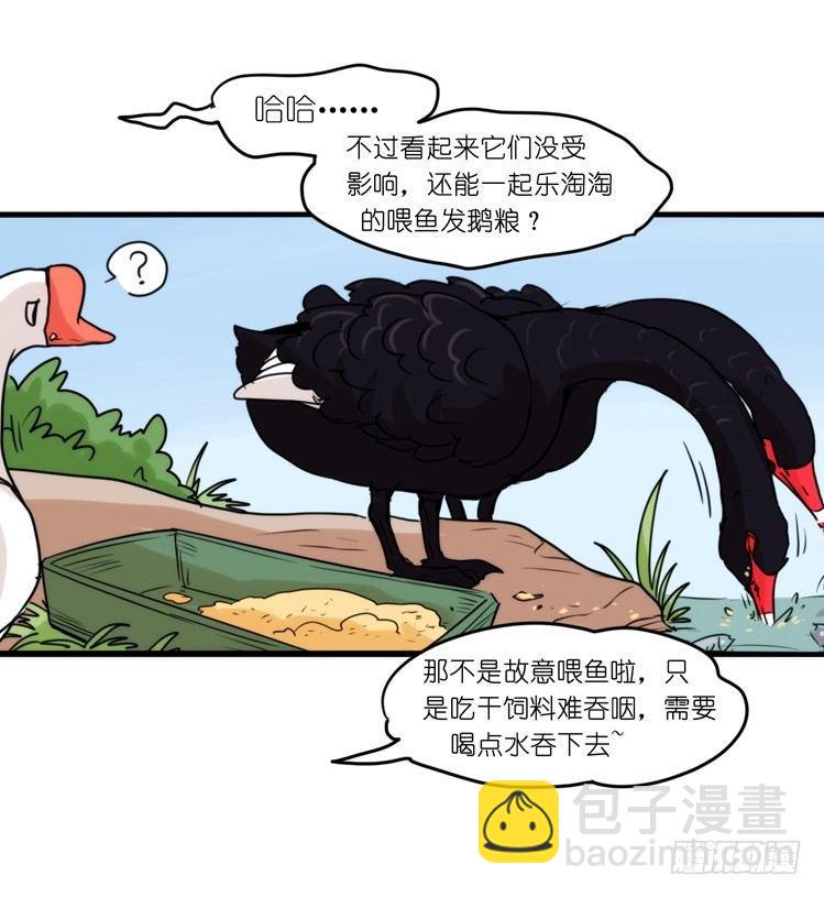 家有鹅霸：黑恶势力来袭？！-第67话