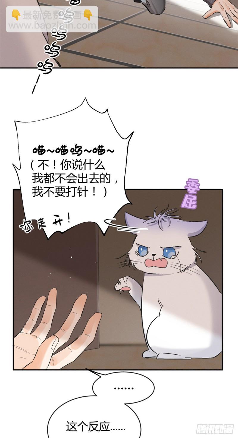第35话 猫猫病啦-第35话