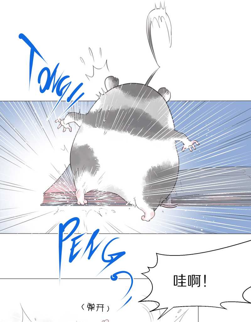 毛球星传说 第1集(1/2)-第1话