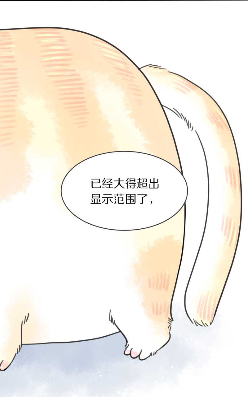 毛球星传说 第3集(1/2)-第3话