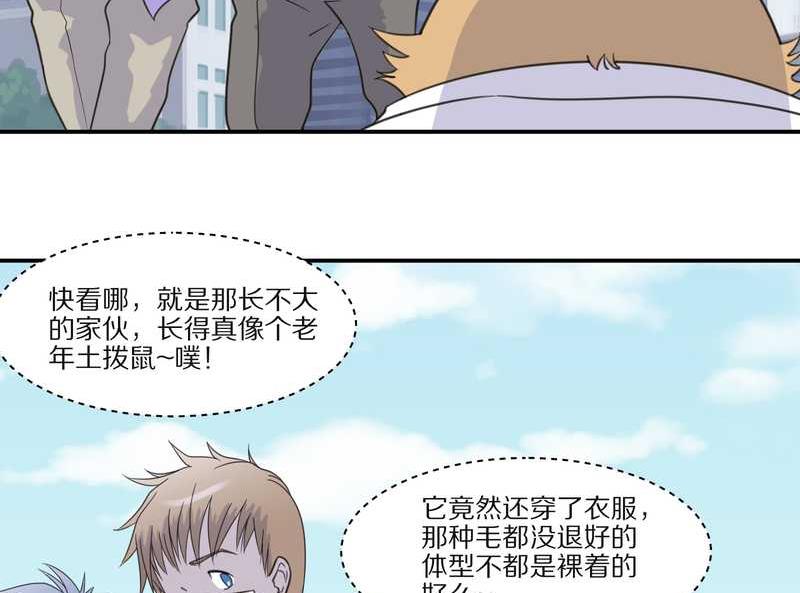 毛球星传说 第29集(1/3)-第29话