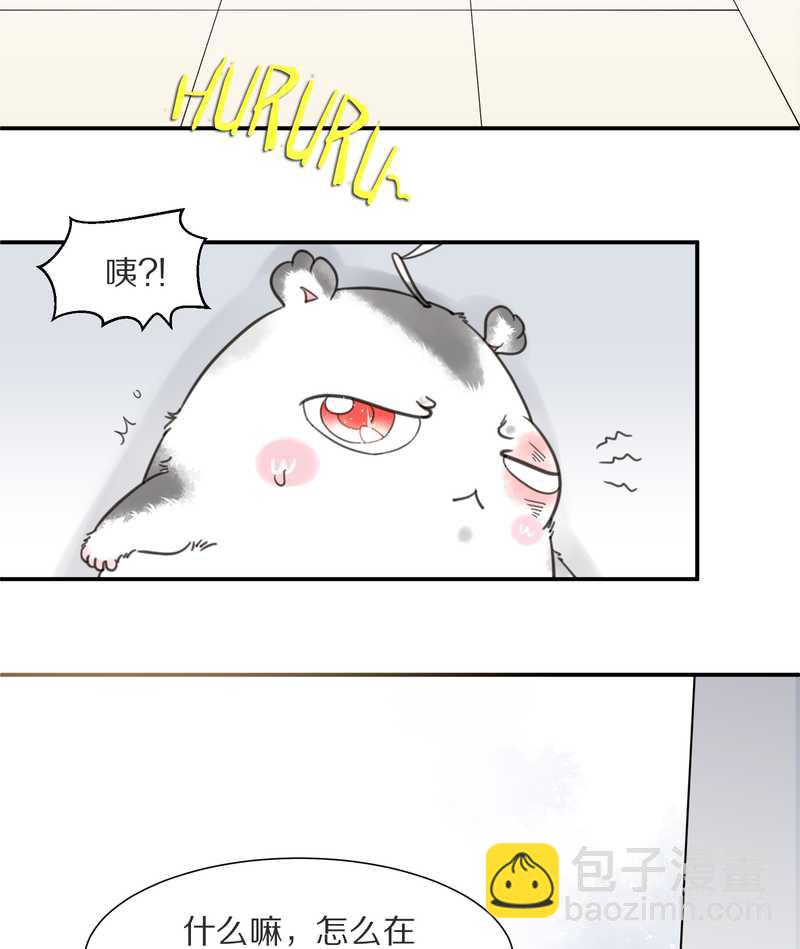 毛球星传说 第7集(1/2)-第7话