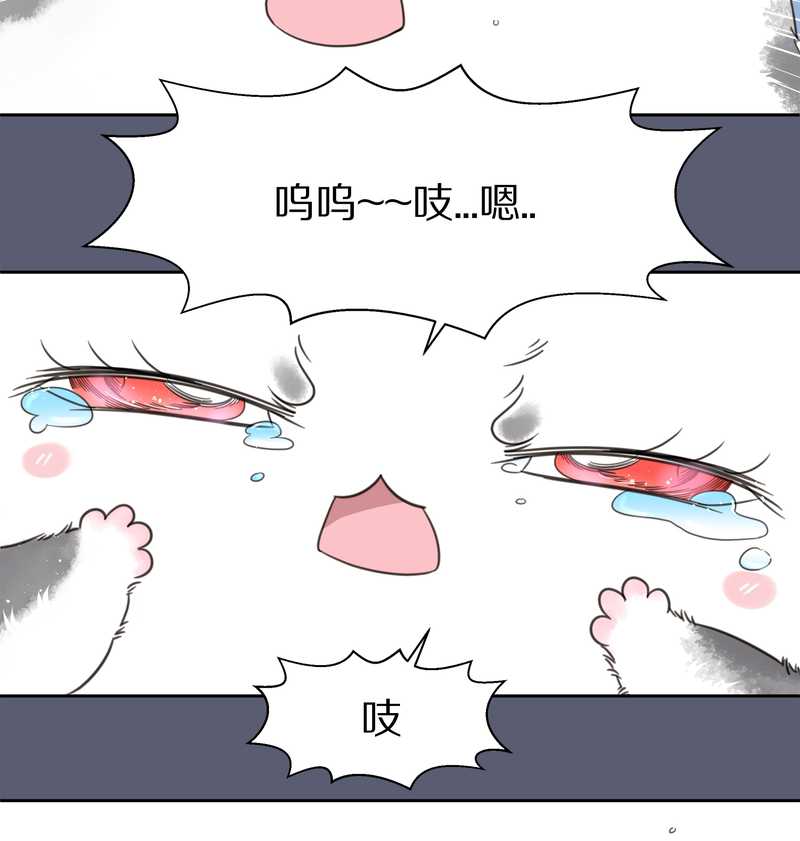 毛球星传说 第9集-第9话