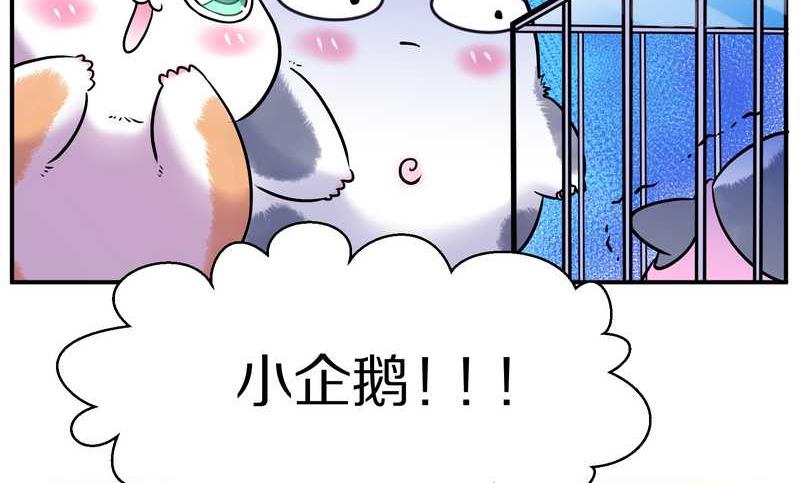 毛球星传说 第87集(1/2)-第87话
