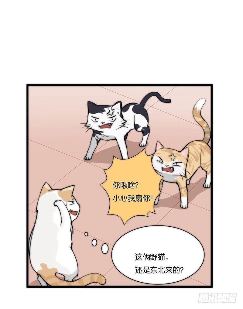 第二十三话 网红猫尼卡-第23话