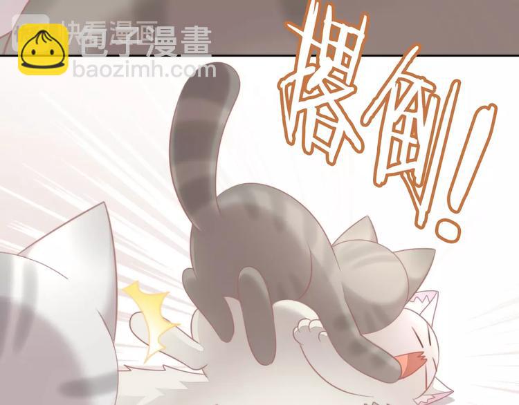 第126话 猫舍C位（二）(1/3)-第127话