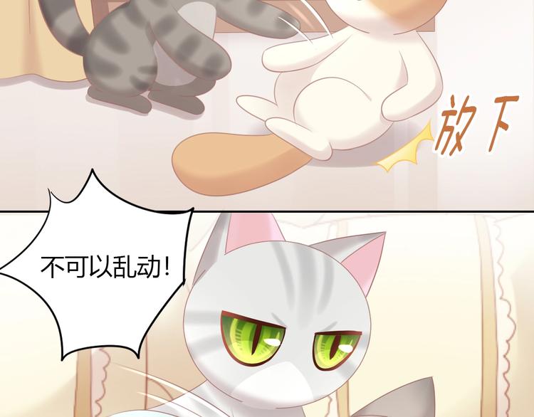 第128话 猫舍C位（四）(1/3)-第129话