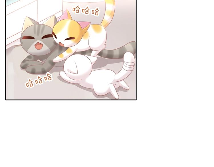 第128话 猫舍C位（四）(1/3)-第129话